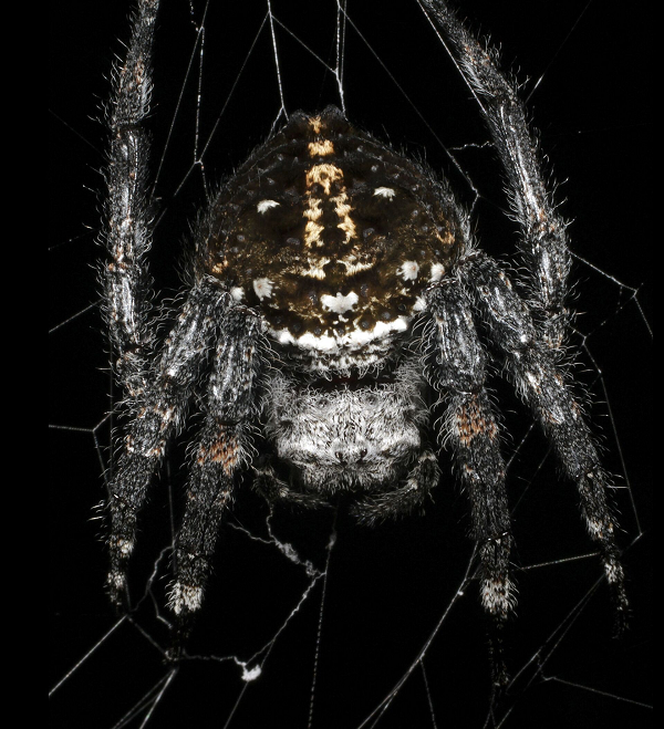 Loài nhện Caerostris darwini dệt những mạng nhện khổng lồ với sợi tơ thả neo dài tới 25 mét, trải rộng qua các vùng nước (vũng nước, ao, hồ…). Sợi tơ chúng nhả ra rất chắc và dai, dùng để bắt mồi. Nó có độ bền cao gấp hai lần bất kỳ loại tơ lụa nào khác và gấp 10 lần so với sợi Kevlar (loại vật liệu nhẹ, siêu bền dùng để sản xuất áo giáp chống đạn).