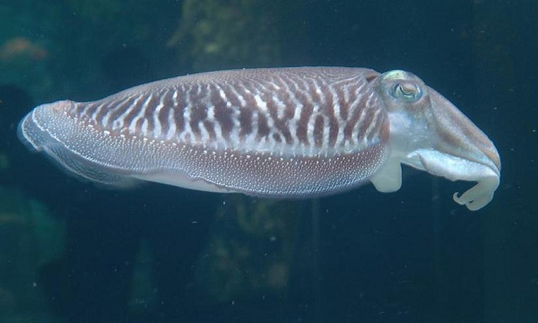 Mực nang có khả năng phát ra luồng sáng đặc biệt khiến những loài cá nhỏ bị hấp dẫn đến độ không thoát ra được. Chúng có khả năng đặc biệt này là do lớp vỏ tế bào sắc tố bên dưới da mực nang phản chiếu và tỏa ra ánh sáng từ nguồn khác.