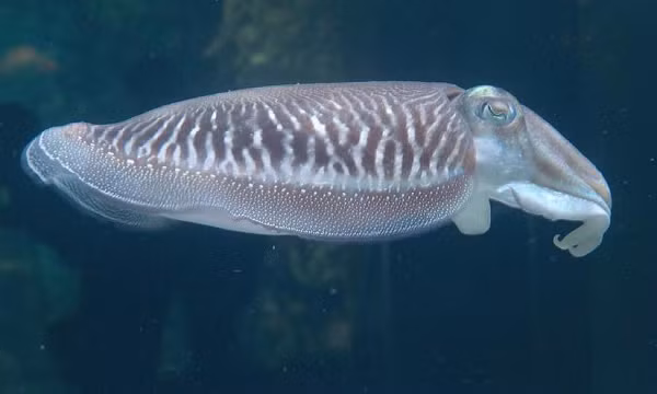 Mực nang có khả năng phát ra luồng sáng đặc biệt khiến những loài cá nhỏ bị hấp dẫn đến độ không thoát ra được. Chúng có khả năng đặc biệt này là do lớp vỏ tế bào sắc tố bên dưới da mực nang phản chiếu và tỏa ra ánh sáng từ nguồn khác.