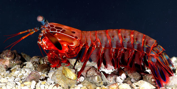 Tôm bọ ngựa được biết đến là một trong những thợ săn cừ khôi trong số loài vật cùng kích thước. Chúng sở hữu nắm đấm thép mà ít đối thủ nào có thể chịu nổi. Tốc độ và cường độ cú đấm tương đương viên đạn 0,22 mm. Cú đấm mạnh dưới nước khiến nước xung quanh nóng sôi lên, phá hủy lớp vỏ cứng của các loài thủy sinh vật khác và khiến đối thủ gục ngã một cách khá dễ dàng.