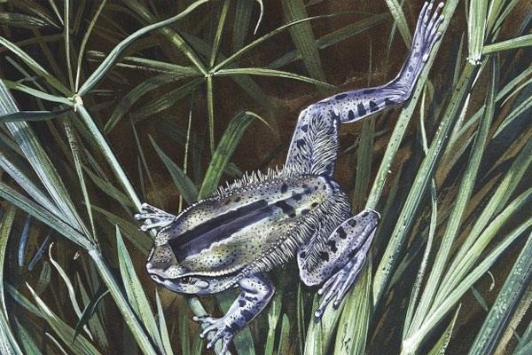 Ếch lông Trichobatrachus robustus có thể phá vỡ xương của chúng để tạo thành móng vuốt. Điều đặc biệt là các móng vuốt này chỉ nhô ra khỏi đệm ngón chân khi chúng bị đe dọa. Giới khoa học hiện nay vẫn chưa biết phần xương này co lại như thế nào.