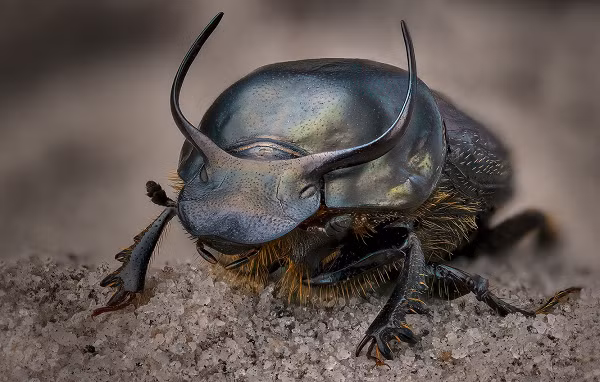 Bọ cánh cứng có sừng Onthophagus Taurus là một trong những con vật khỏe nhất thế giới với khả năng kéo vật nặng gấp 1.140 lần trọng lượng cơ thể của chính mình.