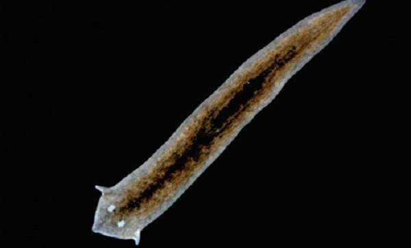 Một con sán dẹp planarian (thuộc họ Planariidae) rất khó bị giết chết bởi chúng có khả năng tái tạo cơ thể nguyên vẹn từ một phần nhỏ cơ thể bị cắt đứt.