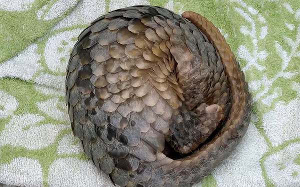 Chiều cùng ngày, sau khi tiếp nhận từ anh B, Hạt Kiểm lâm huyện Cát Tiên (Lâm Đồng) đã bàn giao 2 cá thể tê tê java quý hiếm thuộc nhóm IB cho Trung tâm Cứu hộ, bảo tồn và phát triển động vật hoang dã Vườn Quốc gia Cát Tiên. Hai cá thể này sẽ được theo dõi và thả về tự nhiên.