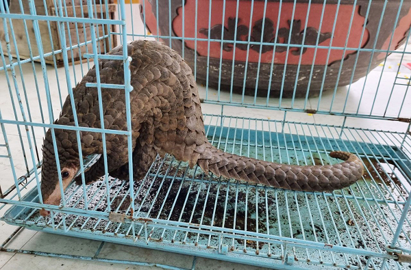 Tê tê java phân bố ở nhiều nước như Thái Lan, Indonesia, Việt Nam, Lào, Campuchia , Malaysia và Singapore.