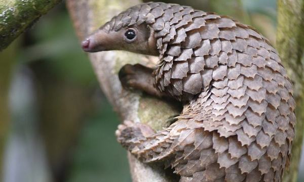 Một nguyên nhân khác khiến số lượng tê tê java suy giảm là do ảnh hưởng của môi trường sống.