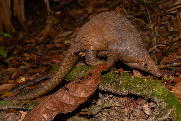 Mặc dù có thị lực kém nhưng tê tê java có khứu giác cực nhạy bén. Nó sử dụng chiếc lưỡi dài để săn bắt mồi.