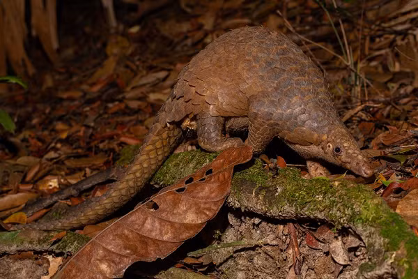 Mặc dù có thị lực kém nhưng tê tê java có khứu giác cực nhạy bén. Nó sử dụng chiếc lưỡi dài để săn bắt mồi.