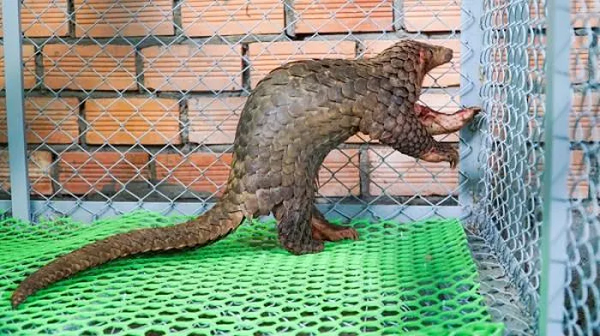 Sau khi tìm hiểu, biết đây là loài động vật quý hiếm, nguy cấp, đang trên đà tuyệt chủng, anh N.V.B đã chủ động liên hệ với Hạt Kiểm lâm huyện Cát Tiên để giao nộp hai mẹ con tê tê này.