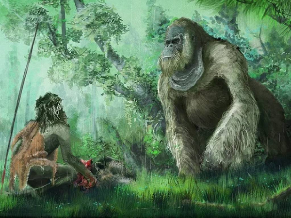 Gigantopithecus là loài linh trưởng to lớn nhất từng tồn tại trên Trái Đất. Các nhà khảo cổ học tin rằng chúng có thể cao tới gần 4 mét và có thể là tổ tiên của loài đười ươi ngày nay.
