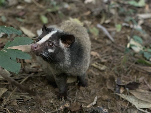 Cầy vòi mốc có tên khoa học là Paguma larvata. Không giống như các loài cầy khác, cầy vòi mốc có màu nâu vàng hoặc xám, không có các đốm và sọc trên cơ thể, chỉ có một sọc trắng kéo dài từ trán xuống mũi.