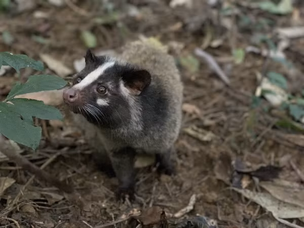 Cầy vòi mốc có tên khoa học là Paguma larvata. Không giống như các loài cầy khác, cầy vòi mốc có màu nâu vàng hoặc xám, không có các đốm và sọc trên cơ thể, chỉ có một sọc trắng kéo dài từ trán xuống mũi.