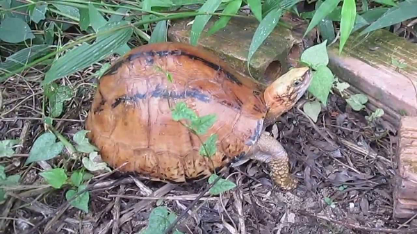 Rùa hộp trán vàng miền Trung có tên khoa học là Cuora bourreti. Loài rùa này sinh sống ở các tỉnh miền Trung Việt Nam (Nghệ An, Hà Tĩnh, Quảng Bình, Thừa Thiên-Huế, Đà Nẵng, Quảng Nam và Kon Tum). Chúng sinh sống ở độ cao tối thiểu 300 mét đến độ cao tối đa là 1.800 mét.