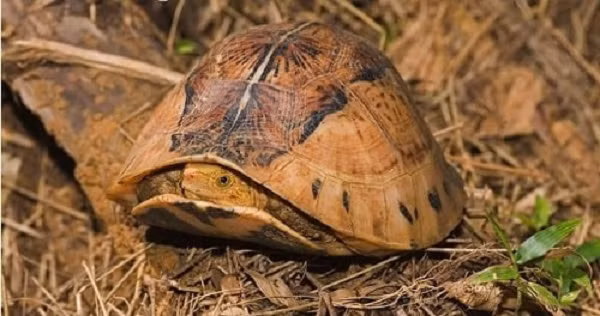 Rùa hộp trán vàng miền Bắc (tên khoa học là Cuora galbinifrons) là loài động vật quý hiếm. Mai của chúng khá cao, gồ lên so với ven rìa mai. Thêm nữa, mai thường có màu nâu hoặc đen sẫm, xen kẽ giữa lưng là dải sọc màu vàng nhạt.