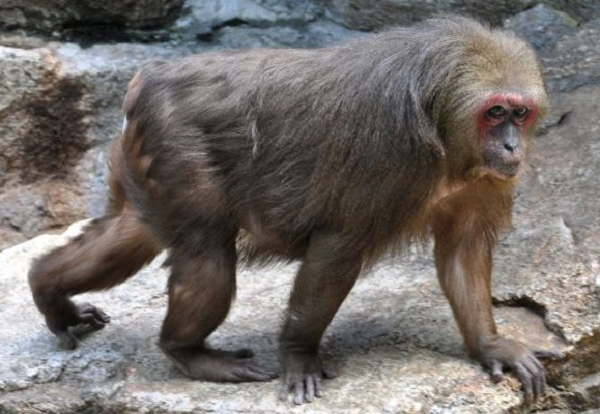 Chúng có màu lông sẫm pha đỏ, nâu hoặc đen ở phần trên của cơ thể, mặt đỏ. Khỉ mặt đỏ nằm trong danh mục Sách đỏ Việt Nam.