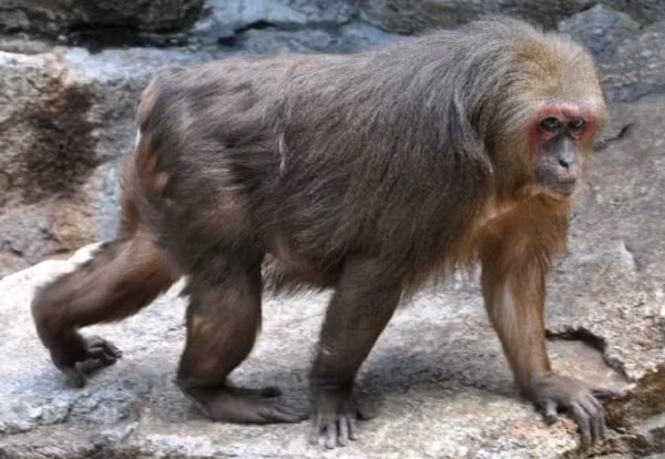 Chúng có màu lông sẫm pha đỏ, nâu hoặc đen ở phần trên của cơ thể, mặt đỏ. Khỉ mặt đỏ nằm trong danh mục Sách đỏ Việt Nam.