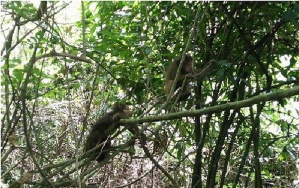 Ngày 2/8, Trung tâm Cứu hộ, bảo tồn và phát triển sinh vật thuộc VQG Phong Nha- Kẻ Bàng đã hoàn tất công tác cứu hộ và kiểm dịch về môi trường tự nhiên đối với 17 cá thể động vật hoang dã tại VQG Phong Nha-Kẻ Bàng.