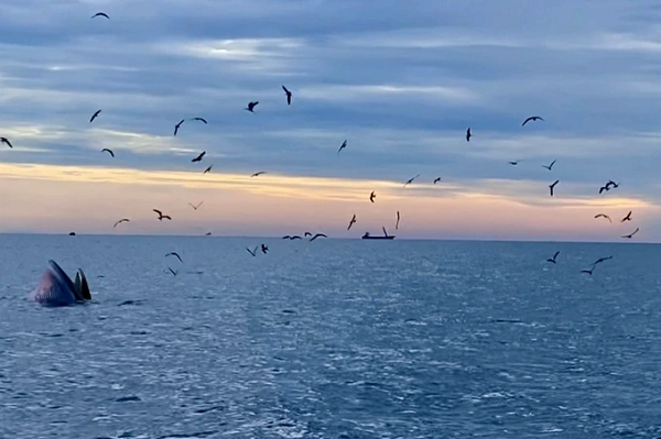 Cá voi xanh là loài động vật lớn nhất từng được biết đến từng sống trên Trái đất. Loài động vật biển có vú tuyệt đẹp này thống trị các đại dương với chiều dài lên tới 30,5 m và nặng hơn 200 tấn.