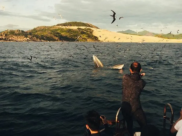 Mùa này, khu vực biển Đề Gi xuất hiện nhiều đàn cá nhỏ như: cá trích, cá cơm... với số lượng lớn nên có thể cá voi đến để kiếm ăn. Cán bộ tỉnh Bình Định cho biết, cá voi xanh khoẻ mạnh vào bờ là chuyện hiếm gặp ở địa phương.