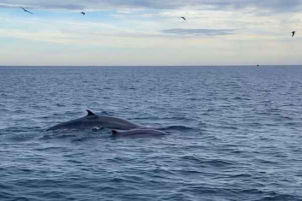 Riêng chiếc lưỡi của chúng có thể nặng ngang với một con voi. Trái tim của cá voi xanh giống như một chiếc ô tô. Cá voi xanh trông có màu xanh lam thực sự dưới nước, nhưng trên bề mặt nước, chúng có màu xanh xám lốm đốm nhiều hơn.