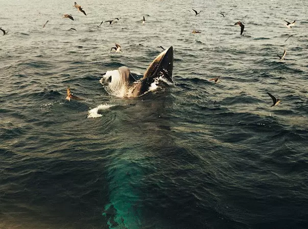 Hình ảnh được ghi lại là một con cá voi xanh lớn dài trên 15m, nghi là cá mẹ, có lúc cũng xuất hiện 2 cá voi nhỏ hơn dài 5- 7m, có thể là cá con. Trước đó, anh Đỗ Thanh Toàn, 37 tuổi, hướng dẫn viên du lịch ở xã Cát Khánh đã bắt gặp đàn cá voi xanh lần thứ 3 từ tháng 7 đến nay cũng tại biển Đề Gi.