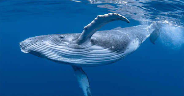 Sau đó, chiếc lưỡi khổng lồ của cá voi đẩy nước ra ngoài qua các tấm lá mỏng chồng lên nhau. Hàng nghìn con nhuyễn thể bị bỏ lại - và sau đó bị nuốt chửng.