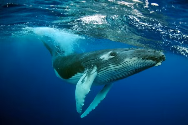 Cá voi xanh sống ở tất cả các đại dương trên thế giới, ngoại trừ Bắc Cực. Thỉnh thoảng, chúng bơi theo nhóm nhỏ nhưng thường đơn lẻ hoặc theo cặp. Chúng thường dành mùa hè kiếm ăn ở vùng biển cực và thực hiện các cuộc di cư kéo dài về phía Xích đạo khi mùa đông đến.