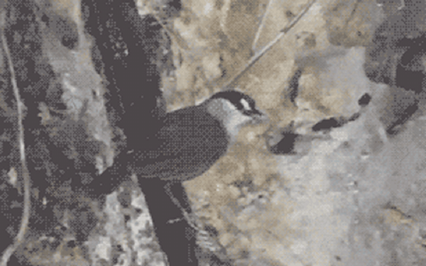 Và cũng kể từ khoảng thời gian đó cho tới hơn 170 năm sau, Malacocincla perspicillata mới được tìm thấy trong khu rừng Nam Kalimantan thuộc đảo Borneo, Indonesia.