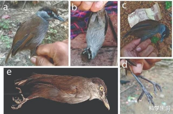 Được biết, loài chim này được nhà tự nhiên học Carl Schwaner phát hiện vào những năm 1840 trong một chuyến thám hiểm đến vùng Đông Ấn. Dựa vào những thông tin này, nhà sinh vật Charles Lucien Bonaparte đã mô tả khoa học loài chim lạ này và đặt tên là Malacocincla perspicillata.