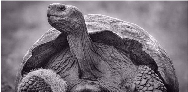 Tốc độ tuyệt chủng của động vật có xương sống hiện nay đang nhanh gấp 114 lần so với trước đây. Các nhà khoa học lo ngại rằng điều này sẽ khiến cho sự kiện tuyệt chủng hàng loạt lần thứ 6 sẽ diễn ra. Với tốc độ tuyệt chủng đang tăng nhanh như hiện nay thì loài chim khướu mày đen sẽ bị rơi vào tình trạng nguy hiểm.