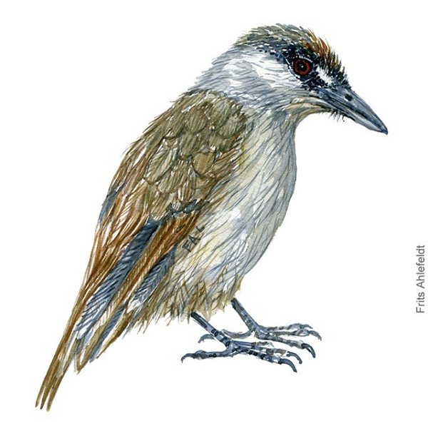 Thế nhưng, loài chim này đã biến mất không dấu vết từ năm 1848. Do đó, việc loài chim khướu mày đen xuất hiện trở lại sau hơn 170 năm bị coi là tuyệt chủng đã khiến các nhà nghiên cứu vô cùng kinh ngạc.