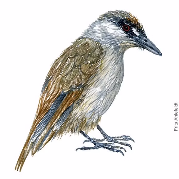 Thế nhưng, loài chim này đã biến mất không dấu vết từ năm 1848. Do đó, việc loài chim khướu mày đen xuất hiện trở lại sau hơn 170 năm bị coi là tuyệt chủng đã khiến các nhà nghiên cứu vô cùng kinh ngạc.