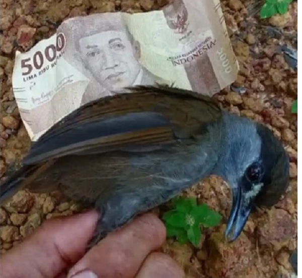 Tới ngày 24 tháng 2 năm 2021, một nhóm nghiên cứu được dẫn đầu bởi nhà điểu học Panji Gusti Akbar và tổ chức bảo tồn chim Birdpacker của Indonesia mới có cơ hội tìm lại được con chim đó.