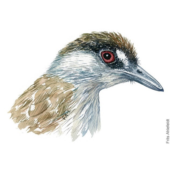 Con chim lạ này có lông màu nâu xen lẫn đen và trắng. Mắt của nó có màu nâu đỏ, xung quanh vùng mắt là một dải lông đen. Mỏ của nó vô cùng cứng chắc. Cuối cùng, họ đã xác định được đây là chim khướu mày đen, thuộc bộ Sẻ. Tên khoa học của nó là Malacocincla perspicillata.