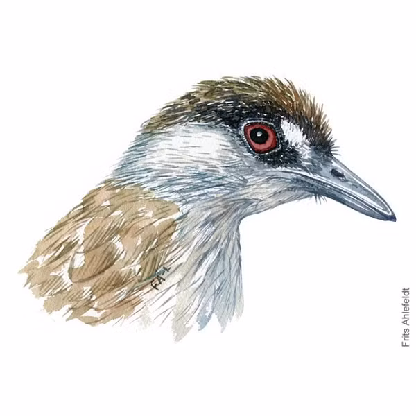 Con chim lạ này có lông màu nâu xen lẫn đen và trắng. Mắt của nó có màu nâu đỏ, xung quanh vùng mắt là một dải lông đen. Mỏ của nó vô cùng cứng chắc. Cuối cùng, họ đã xác định được đây là chim khướu mày đen, thuộc bộ Sẻ. Tên khoa học của nó là Malacocincla perspicillata.