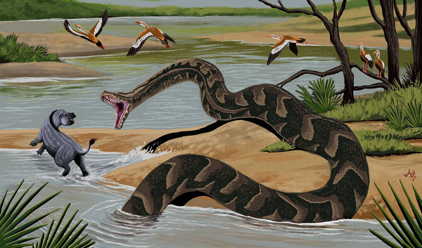 Madtsoia là một chi rắn thuộc phân loại Madtsoiidae. Chúng từng phân bố trên toàn thế giới khắp các lục địa phía nam với các địa điểm bao gồm Argentina, Brazil, Tây Ban Nha, Ấn Độ, Niger và Madagascar, và sống ở thời kỳ từ Campanian đến Maastrichtian của kỷ Phấn trắng đến thế Thủy Tân của kỷ Cổ Cận.