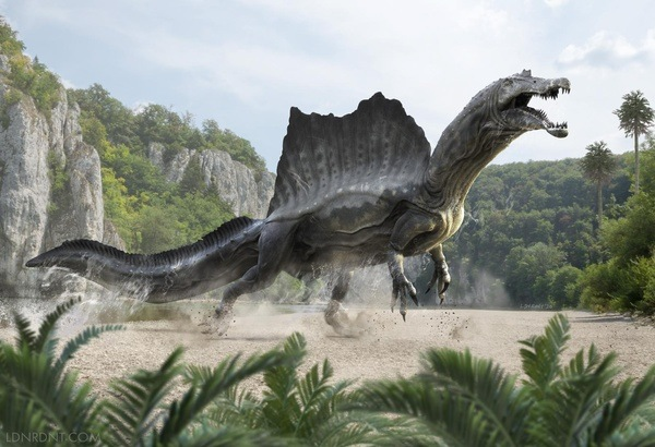 Khủng long Spinosaurus hay còn có tên gọi khác là khủng long gai, đây cũng là một trong những loài khủng long ăn thịt được phát hiện cho đến hiện tại. Nơi sinh sống của loài khủng long này là ở Bắc Phi vào thời kỳ Alba và Cenoman trong thời kỷ phấn trắng từ 112 cho đến 97 triệu năm trước.
