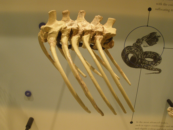  Quái thú tiền sử này được cho là đã đạt đến chiều dài khổng lồ 15-20m. Sinh vật này xuất hiện vào kỷ Phấn trắng và có thể ăn thịt khủng long. Nó tương tự như trăn ngày nay ở chỗ nó không có nọc độc, mà dùng sức mạnh cơ bắp to lớn siết chặt nạn nhân đến chết.