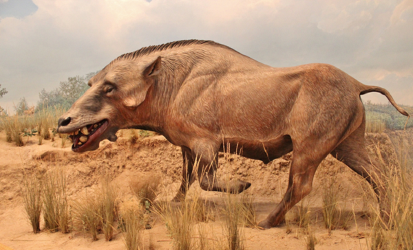 Entelodont thuộc về một nhóm động vật ăn tạp, sinh sống và phát triển ở Âu Á, Bắc Mỹ và châu Phi trong hàng triệu năm. Chúng là một trong những loài động vật săn mồi hung tợn nhất lịch sử. Entelodon theo tiếng Hy Lạp cổ có nghĩa là "hàm răng hoàn chỉnh", là tổ tiên của loài lợn hiện nay.