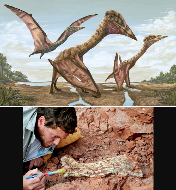 Nhưng điều khiến Azhdarchids thực sự kỳ lạ là tỷ lệ cơ thể của chúng; chúng có đôi chân, cổ và mỏ dài đến kỳ lạ, và thân hình rất nhỏ, cũng như đôi cánh tương đối ngắn.