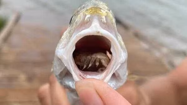 Lúc này, một quá trình kinh hoàng sẽ diễn ra, khi con rận ăn lưỡi trở thành "vật thay thế" cho lưỡi cá, giống như một bộ phận giả. Ở vị trí mới này, Cymothoa exigua có thể thỏa thích ăn hết thức ăn của cá mà không hề bị phát hiện vì chú cá tưởng rằng nó vẫn đang sử dụng cái lưỡi của mình.