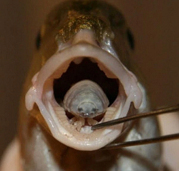 Khi quá trình này hoàn tất, ký sinh trùng bắt đầu tìm đường đến miệng cá. Tại đây, nó bám chặt vào lưỡi của cá bằng những gai nhọn hoắt ở chân, và bắt đầu hút máu "điên cuồng".