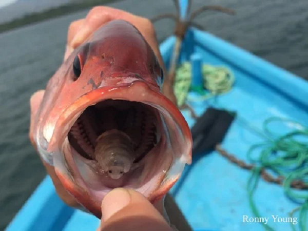 Cũng tại đây, chúng chờ đợi một ký sinh trùng giới tính đực khác xâm nhập qua mang cá để bắt đầu quá trình giao phối, và sinh ra một loạt ký sinh trùng mới.