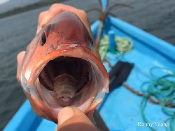 Cũng tại đây, chúng chờ đợi một ký sinh trùng giới tính đực khác xâm nhập qua mang cá để bắt đầu quá trình giao phối, và sinh ra một loạt ký sinh trùng mới.