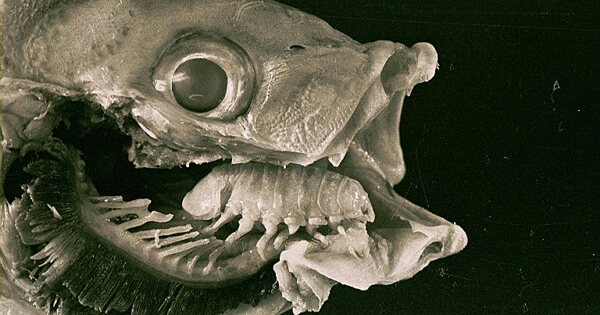 Sau một thời gian, các mạch máu của cá tại khu vực này không thể đáp ứng nhu cầu từ ký sinh trùng. Cuối cùng, lưỡi của cá sẽ bị thiếu máu, dẫn tới hoại tử và rụng mất.