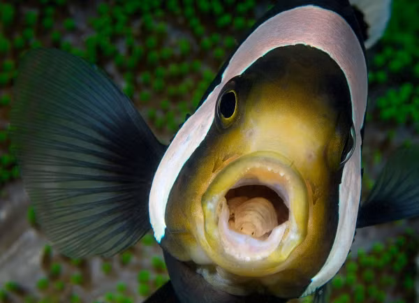 Sau khi thay thế lưỡi của vật chủ, rận bám vĩnh viễn vào gốc của lưỡi, đóng vai trò như một chiếc lưỡi sống của cá để tiếp tục hút lấy chất dinh dưỡng, gồm chất nhầy và máu mà chúng tìm thấy trong miệng cá.