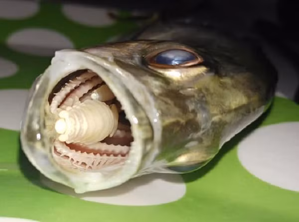 Tuy nhiên, theo các nhà khoa học, những con cá có nhiều kỳ sinh trùng trên lưỡi thường nhẹ cân, có lẽ là do khó khăn trong việc ăn uống.