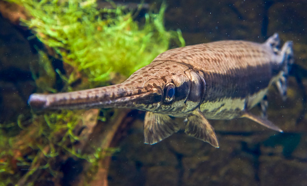 Sinh vật trong mẫu hóa thạch hiện đã tuyệt chủng, nhưng các loài con cháu của nó vẫn tồn tại cho đến ngày nay.