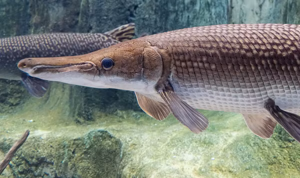 "Các động vật có xương sống trên cạn thân lớn phải chịu tỷ lệ tuyệt chủng cao, trong khi các động vật có xương sống thân nhỏ sống trong các hệ sinh thái nước ngọt được bảo vệ khỏi những tác động tồi tệ nhất", các nhà nghiên cứu kết luận trong báo cáo.