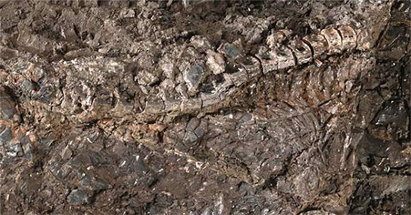 Điều này cho thấy loài quái vật này đã sống sót qua thảm họa trong khi khủng long và những người anh em họ dưới nước như thương long, ngư long đã bị tiêu diệt hàng loạt.